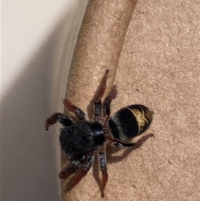 Apricia jovialis (Jovial jumping spider) at Theodore, ACT - 10 Dec 2025 by Cardy