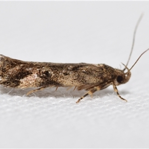 Barea (genus) by DianneClarke