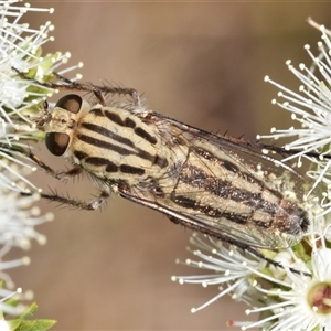 Apiocera sp. (genus) by DianneClarke