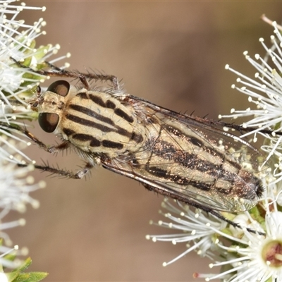 Apiocera sp. (genus) at  - suppressed by DianneClarke