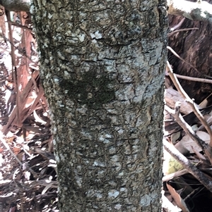 Gmelina leichhardtii (White Beech) at Kungala, NSW - Today by donnanchris