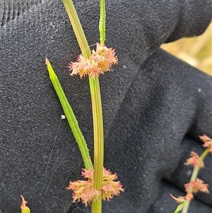 Rumex brownii at Whitlam, ACT - 8 Dec 2025 by sangio7