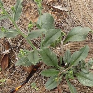 Hackelia suaveolens at Ballyroe, NSW - 25 Feb 2020 by TwoRivers