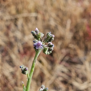 Cynoglossum australe at Hawker, ACT - 8 Dec 2025 by sangio7