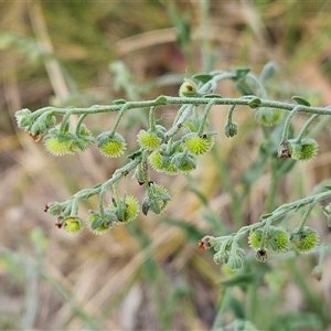 Cynoglossum australe at Hawker, ACT - 8 Dec 2025 by sangio7
