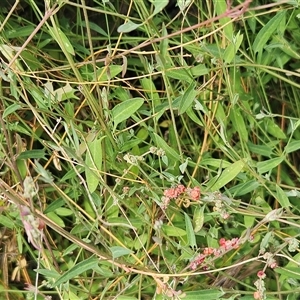 Einadia nutans subsp. nutans at Hawker, ACT - 8 Dec 2025 by sangio7