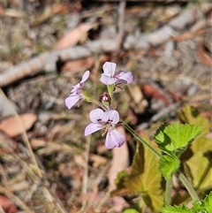 Pelargonium inodorum (Kopata) at Hawker, ACT - 8 Dec 2025 by sangio7