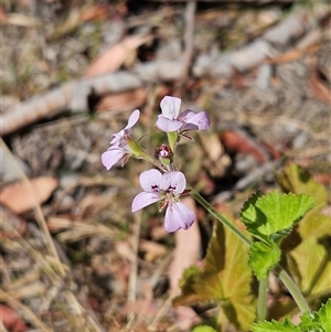 Pelargonium australe at Hawker, ACT - 8 Dec 2025 by sangio7