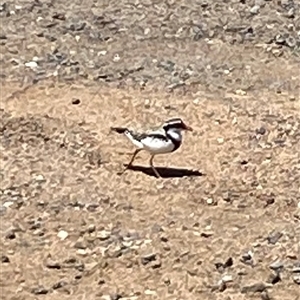 Thinornis melanops by AdamHenderson