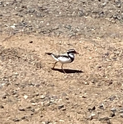 Thinornis melanops at  - suppressed by AdamHenderson