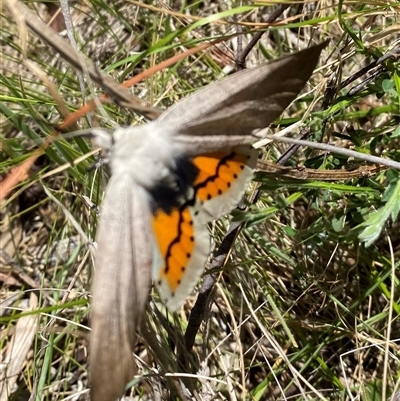 Gastrophora henricaria (Fallen-bark Looper, Beautiful Leaf Moth) at Cotter River, ACT - Today by AdamHenderson