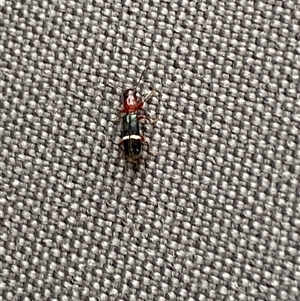 Unverified Checkered Beetles (Cleridae) by SteveBorkowskis