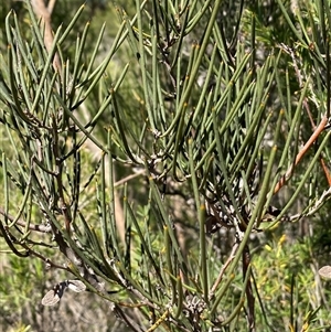 Hakea microcarpa at Gordon, ACT - Yesterday by SteveBorkowskis