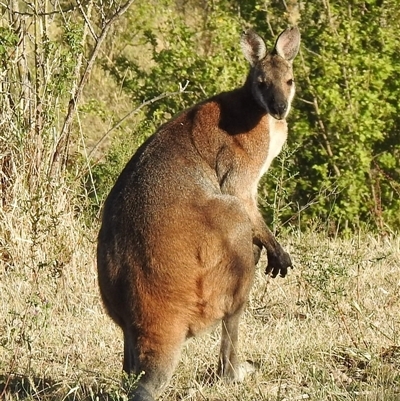 Notamacropus rufogriseus (Red-necked Wallaby) at Kambah, ACT - 9 Dec 2025 by HelenCross