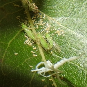 Protyora sterculiae at Acton, ACT - Yesterday by HelenCross
