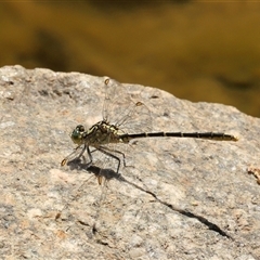 Austrogomphus guerini at Googong, NSW - 10 Dec 2025 by ChrisChapman
