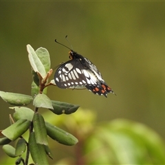 Papilio anactus (Dainty Swallowtail) at Acton, ACT - 10 Dec 2025 by HelenCross