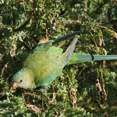 Polytelis swainsonii (Superb Parrot) at Crowther, NSW - 5 Dec 2025 by Frecko
