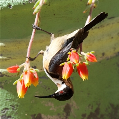 Acanthorhynchus tenuirostris (Eastern Spinebill) at Crowther, NSW - 5 Dec 2025 by Frecko