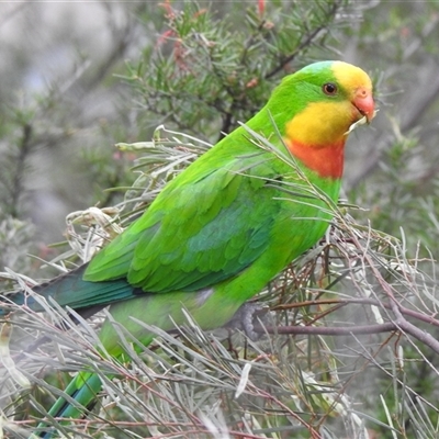 Polytelis swainsonii (Superb Parrot) at Stirling, ACT - 10 Dec 2025 by HelenCross
