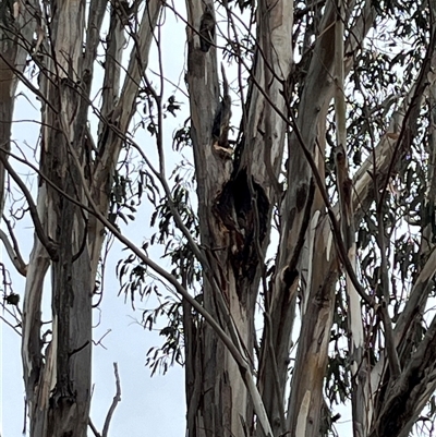 Callocephalon fimbriatum (Gang-gang Cockatoo) at Chifley, ACT - 10 Dec 2025 by George