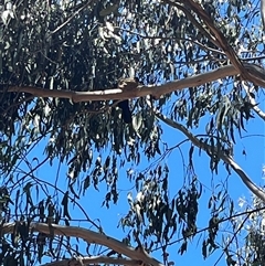 Corcorax melanorhamphos by George