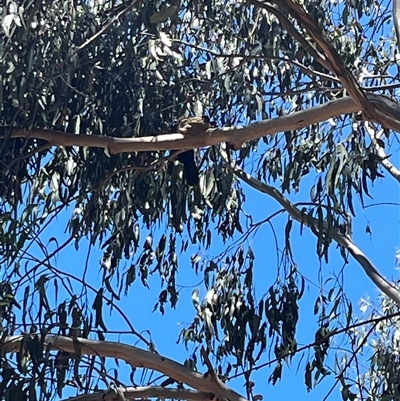 Corcorax melanorhamphos at  - suppressed by George