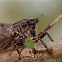 Atrapsalta sp. (genus) (Unidentified bark squeaker) by LisaH