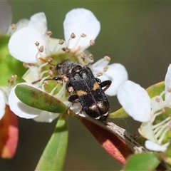 Eleale pulchra (Clerid beetle) at Mongarlowe, NSW - 7 Dec 2025 by LisaH