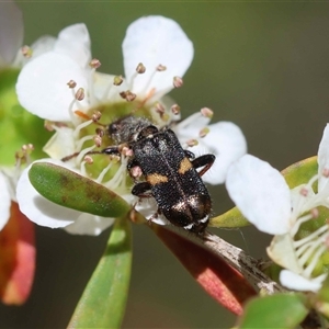 Eleale pulchra (Clerid beetle) by LisaH