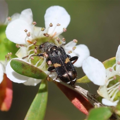 Eleale pulchra (Clerid beetle) at Mongarlowe, NSW - 7 Dec 2025 by LisaH