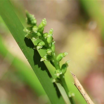 Unverified Orchid at  - suppressed by LisaH