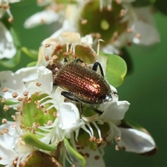 Lepturidea viridis (Green comb-clawed beetle) at Mongarlowe, NSW - 7 Dec 2025 by LisaH