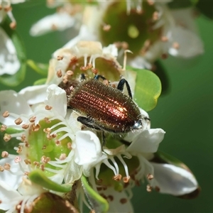 Unverified Beetle (Coleoptera) by LisaH