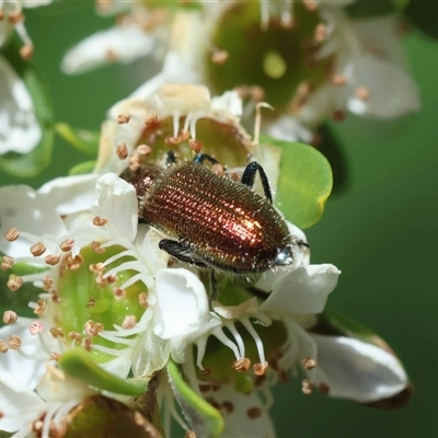 Lepturidea viridis (Green comb-clawed beetle) at Mongarlowe, NSW - 7 Dec 2025 by LisaH