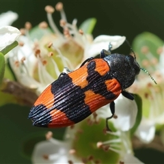 Castiarina kershawi (A jewel beetle) by LisaH