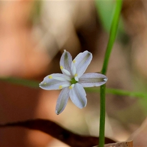 Unverified Lily or Iris by LisaH