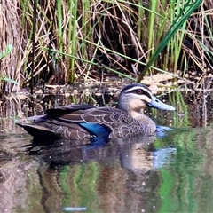 Anas superciliosa (Pacific Black Duck) at Mongarlowe, NSW - 7 Dec 2025 by LisaH