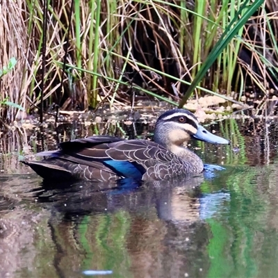 Anas superciliosa (Pacific Black Duck) at Mongarlowe, NSW - 7 Dec 2025 by LisaH
