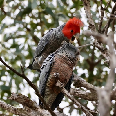 Callocephalon fimbriatum (Gang-gang Cockatoo) at Deakin, ACT - 10 Dec 2025 by LisaH