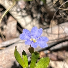 Dampiera stricta (Blue Dampiera) at Mongarlowe, NSW - 7 Dec 2025 by LisaH