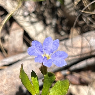 Dampiera stricta (Blue Dampiera) at Mongarlowe, NSW - 7 Dec 2025 by LisaH