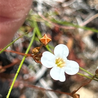 Mitrasacme polymorpha (Varied Mitrewort) at Mongarlowe, NSW - 7 Dec 2025 by LisaH