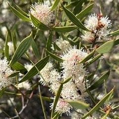 Hakea dactyloides (Finger Hakea) at Mongarlowe, NSW - 7 Dec 2025 by LisaH
