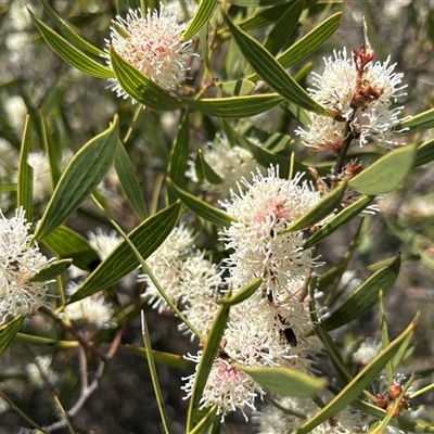 Hakea dactyloides (Finger Hakea) at Mongarlowe, NSW - 7 Dec 2025 by LisaH