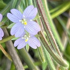 Epilobium billardiereanum (Willowherb) by LisaH