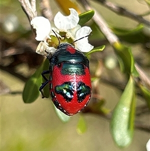 Unverified Shield, Stink or Jewel Bug (Pentatomoidea) by LisaH