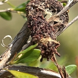 Unverified Moth (Lepidoptera) by LisaH