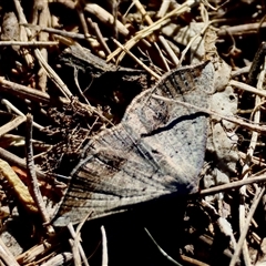 Taxeotis (genus) at Hughes, ACT - 9 Dec 2025 by LisaH