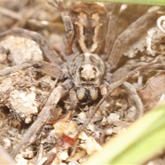 Venatrix sp. (genus) at Rendezvous Creek, ACT - Yesterday by Harrisi